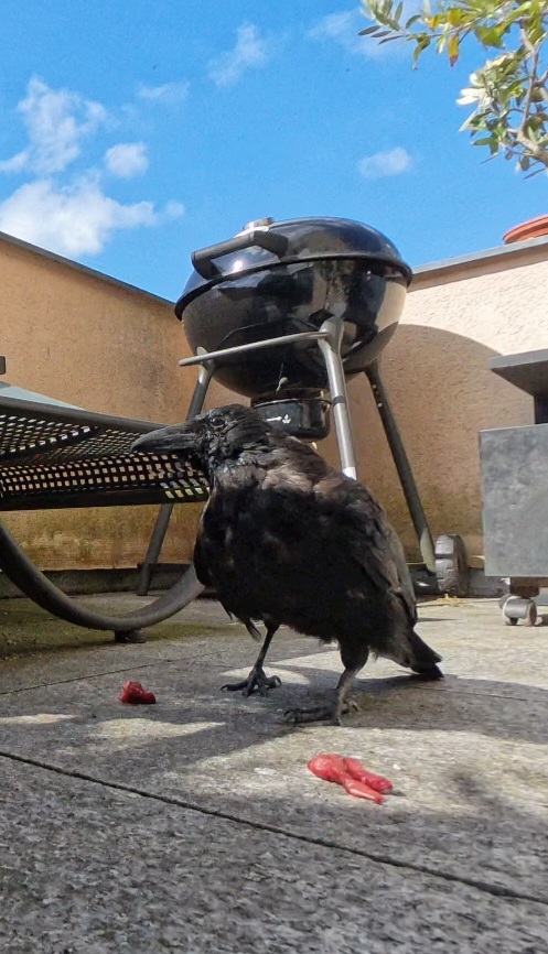 PRO VID 20251002 131019 00 001 2025 10 02 13 55 21 screenshot