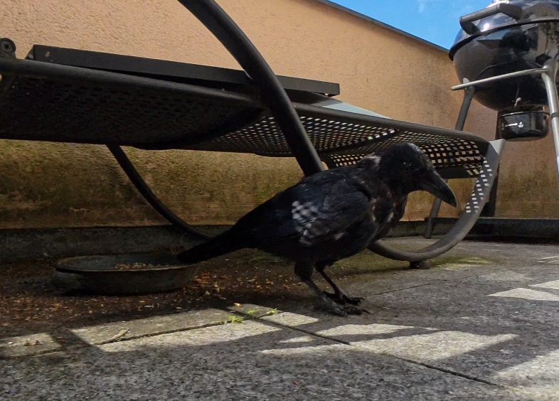 PRO VID 20251002 131019 00 001 2025 10 02 13 59 05 screenshot