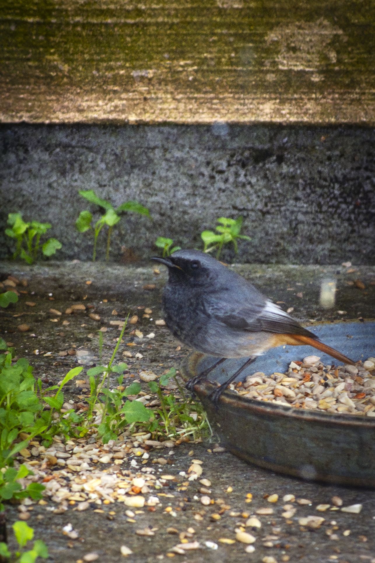  IMG6156 Verbessert NR