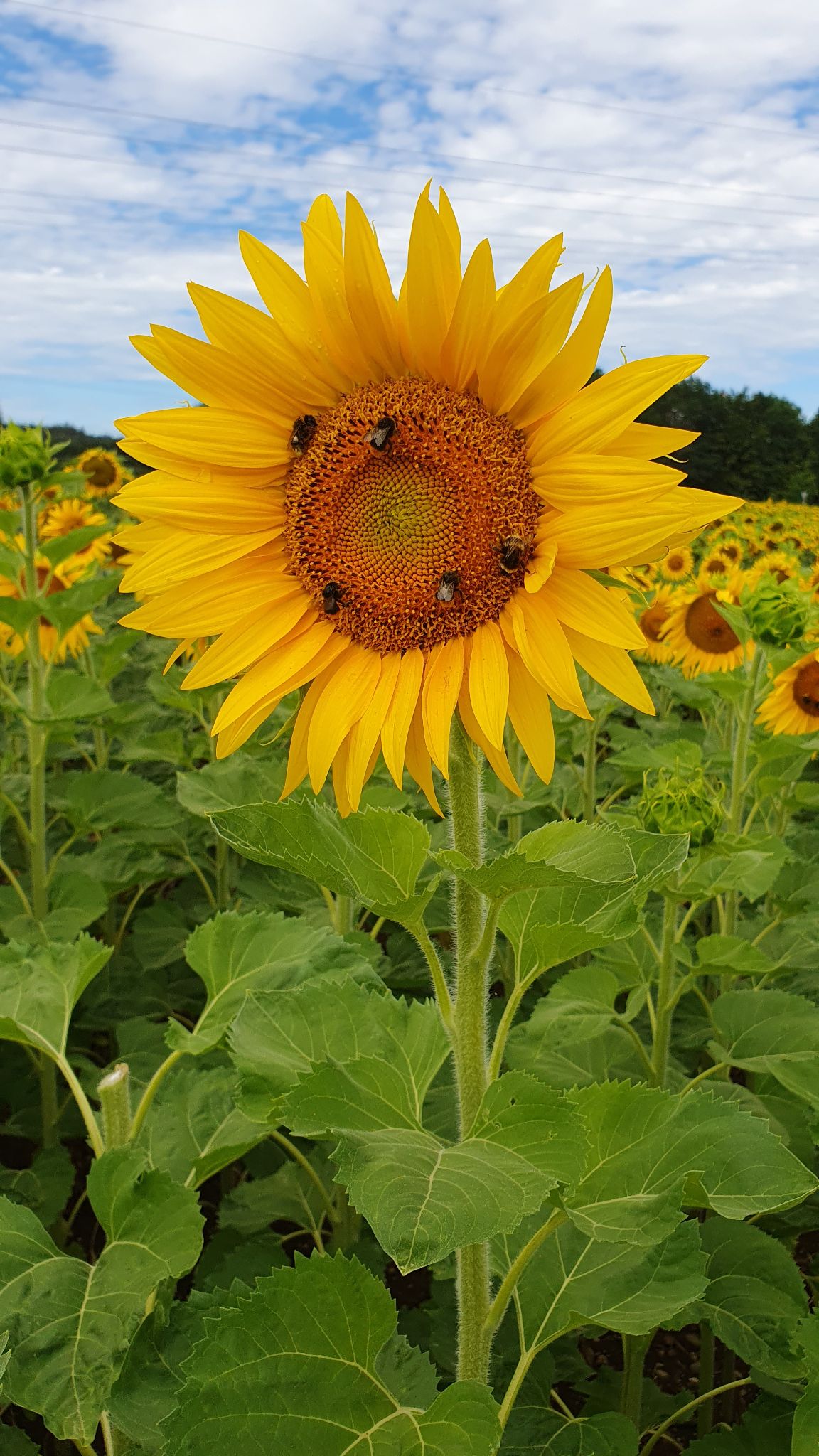 20260717 100432(0)